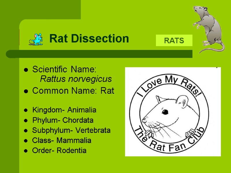 Rat Dissection Scientific Name:     Rattus norvegicus Common Name: Rat 